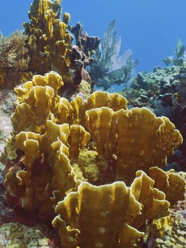 Fire coral (Millepora complanata), dive site John Pennekamp Coral Reef State Park, Key Largo, Florida Keys, Florida, USA