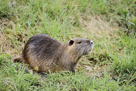 Nutria (Myocastor coypus), nutria or swamp beaver on the bank, North Rhine-Westphalia, Germany, Neozoon in Europe