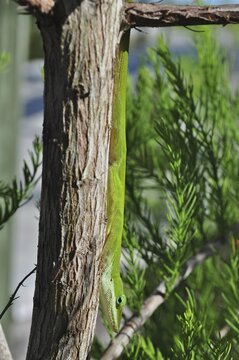 Green lizard, red-throated anole, green anole (Anolis carolinensis), hanging upside down from a tree trunk, Key Largo, Florida Keys, Florida, USA