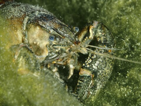 Close-up of a crayfish (Faxonius limosus), American crayfish, invasive species, in the dense green of the underwater world, dive site Riff Williams, Herrliberg, Lake Zurich, Canton Zurich, Switzerland