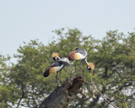 South African crowned cranes (Balearica regulorum), a pair preening their plumage, standing on a tree stump, Murchison Falls National Park, Uganda