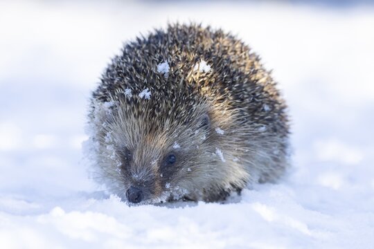 European hedgehog (Erinaceus europaeus) adult animal in a snow covered garden in winter, England, United Kingdom