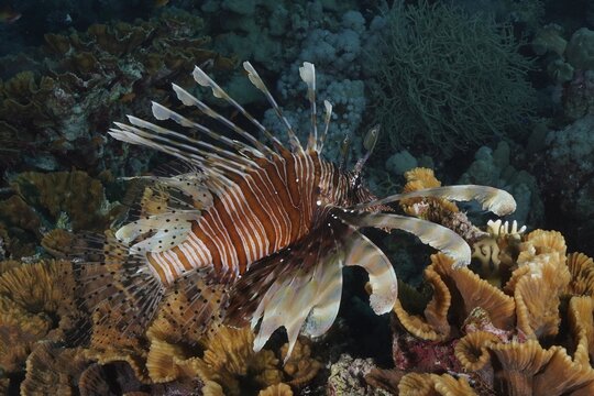 Pacific red lionfish (Pterois volitans) on yellow scroll coral (Turbinaria reniformis), Marsa Shona reef dive site, Egypt, Red Sea