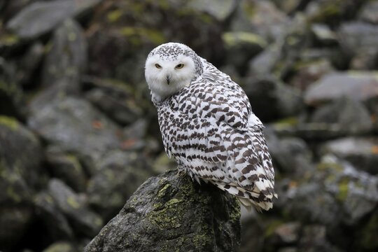 Snowy owl (Nyctea scandiaca), adult, alert, on rocks, in autumn, Bohemian Forest, Czech Republic