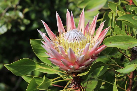 King Protea (Protea cynaroides), flower, flowering, bloom, Harold Porter National Botanical Garden, Betty's Bay, South Africa