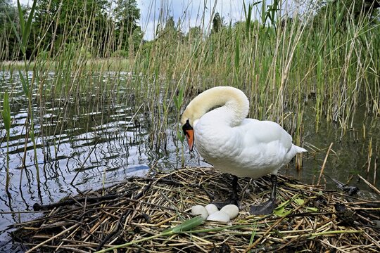 Mute swan (Cygnus olor), adult female standing on nest next to clutch of four eggs, Lake Zug, Cham, Switzerland