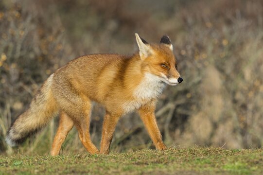 Red fox (Vulpes vulpes) in winter coat, running, Netherlands