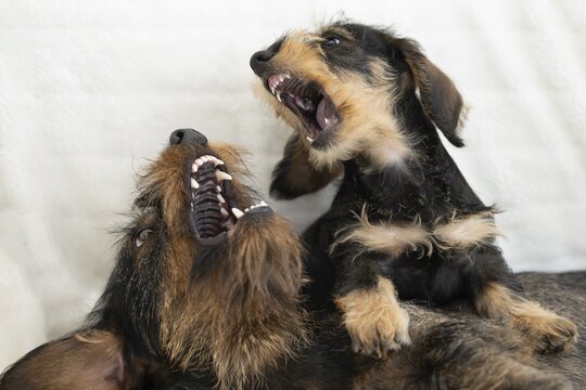 Rough-haired dachshund, male, 3 years old, fights, plays with female, bitch, puppy, 12 weeks, sofa, blanket, white Stuttgart, Baden-W&uuml;rttemberg, Germany