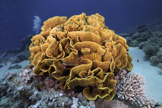 Yellow scroll coral (Turbinaria reniformis), dive site Marsa Shona Reef, Egypt, Red Sea