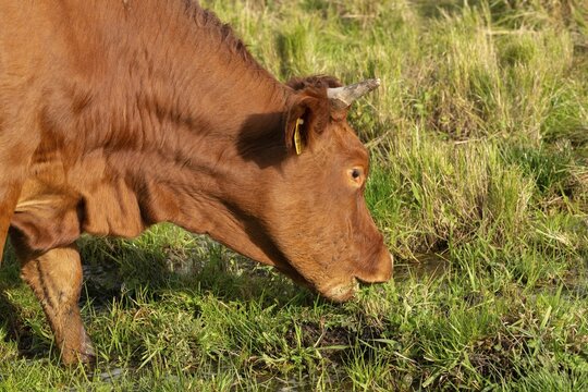 Artiodactyla, Bavaria, Bos Taurus sspec.5, cattle, even-toed ungulate, high-altitude cattle, Upper Palatinate, cloven-hoofed cattle, Tirschenreuth, Waldnaab, Waldnaabaue, wild willows Waldnaabaue, domesticated animals, extensive grazing, feeding marks, pet, mammals, cattle, mammals, bite
