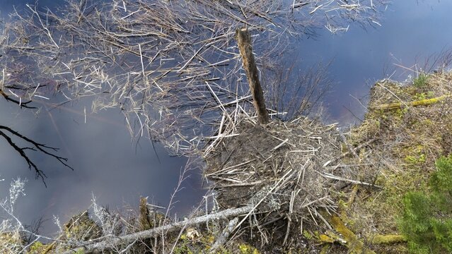 Beaver lodge with a supply of branches for the winter. Region of La Mauricie. Province of Quebec. Canada