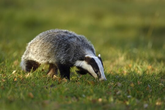 European badger (Meles meles), foraging, captive, &Scaron;umava, Czech Republic