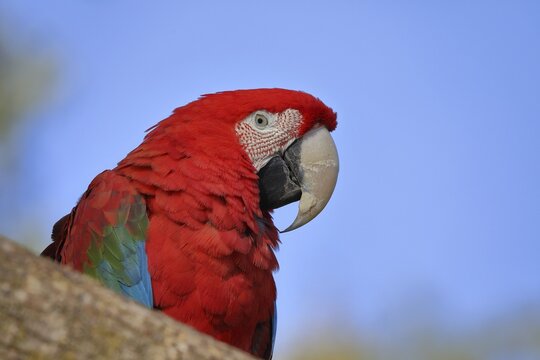 Red-and-green macaw (Ara chloroptera), animal portrait, captive, Hesse, Germany