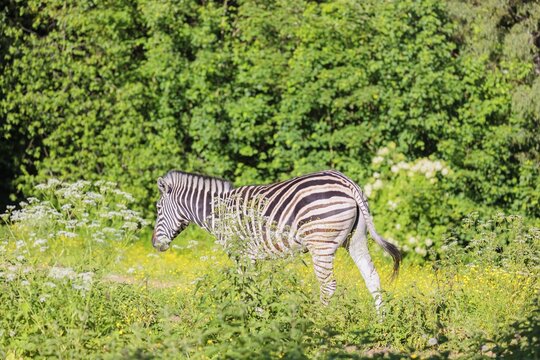 A Chapman's zebra (Equus quagga chapmani) runs across a yellow flowering meadow in hilly terrain. South East Africa