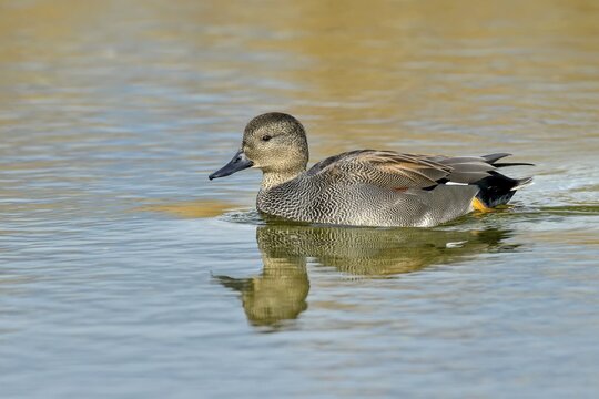 Gadwall (Mareca strepera), male, swimming in pond, canton of Neuch&acirc;tel, Switzerland
