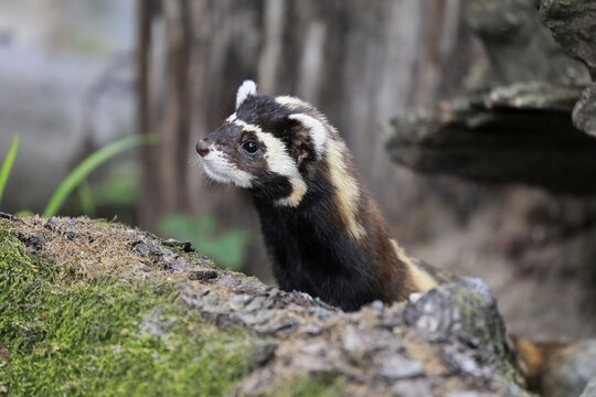 Marbled polecat (Vormela peregusna), adult, alert, on burrow, portrait, captive