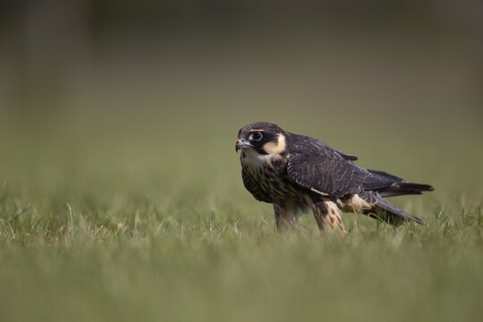 European hobby (Falco subbuteo) adult bird on a grass field, England, United Kingdom