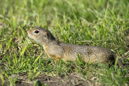 Citellus citellus, Czech Republic, European ground squirrel, common ground squirrel, rodents, rodentia, Czech Republic, mammals, rodents, mammals, ground squirrels
