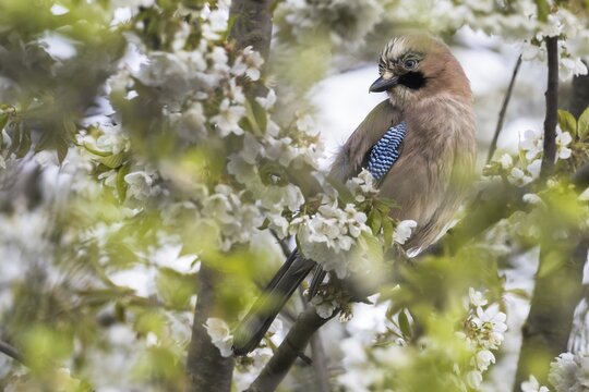 Eurasian jay (Garrulus glandarius) sitting on branch of a flowering cherry tree, Hesse, Germany