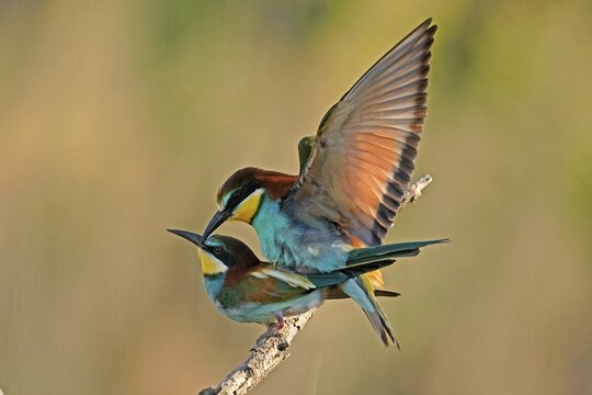 Bee-eater (Merops apiaster) mating on a branch, Rhineland-Palatinate, Germany