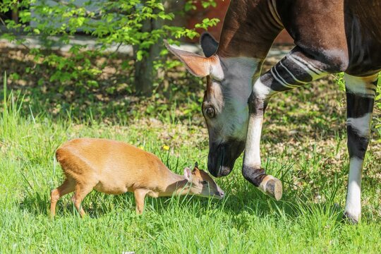Best friends. An okapi (Okapia johnstoni) licks a Red Forest Duiker (Cephalophus natalensis) on a green meadow on a sunny day