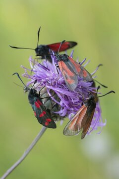 Beaver ram, blood droplet burnet, acorn ram, common blood droplet, six-spot ram, six-spot burnet, thyme ram, zygaena filipendulae, zygaena minos, blood droplets, burnet, butterfly, high size, portrait format, insects, moths, moths, moths, moths, moths, moths, moths, butterfly, ram