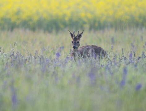 Roe deer (Capreolus capreolus), young roe buck with velvet antlers, velvet antlers standing in a meadow and looking attentively, wildlife, Thuringia, Germany
