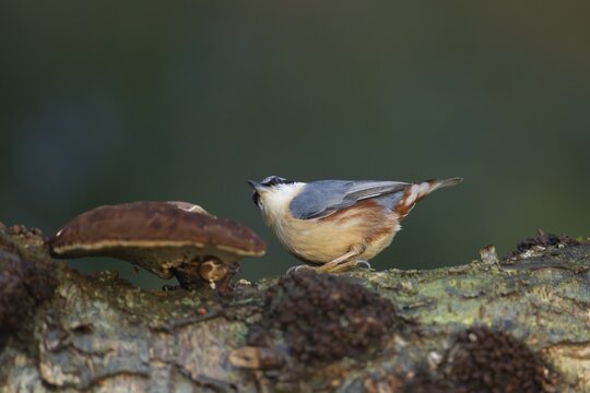 Eurasian nuthatch (Sitta europaea) adult bird on a tree branchwith a bracket fungi in a woodland, England, United Kingdom