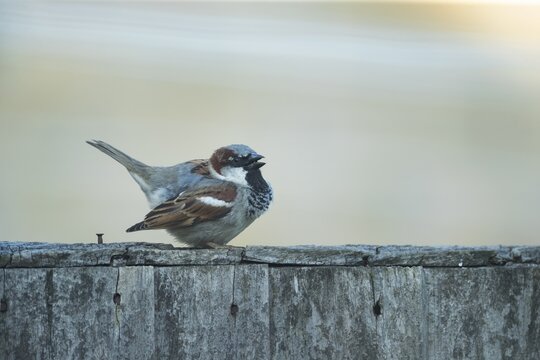 House sparrow (Passer domesticus) adult male garden bird singing on a wooden fence in spring, Suffolk, England, United Kingdom
