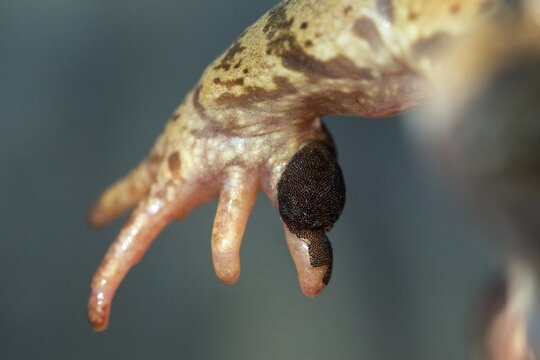 Rutting calluses, estrus calluses, common frog, common frog, nuptial pad, mating calluses, rana temporaria, amphibians, amphibians, frogs, amphibians, frogs, amphibians