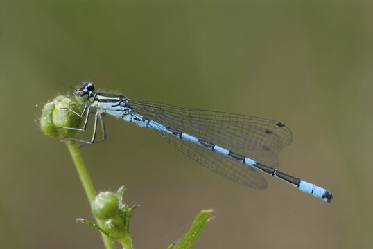 Coenagrion hastulatum, northern damselfly, spearhead flower, spear azurmaid, damselflies, dragonflies, insects, dragonflies, male, odonata, zygoptera