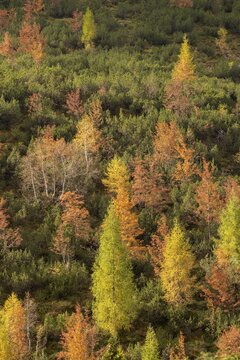 Colourful trees in autumn, mountain pines, larches, birches etc., Karwendel Mountains, Tyrol, Austria