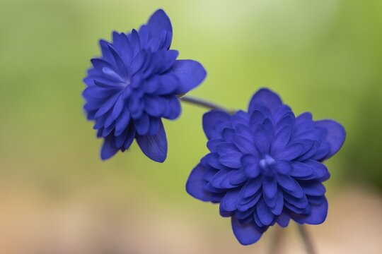 Liverwort (Hepatica nobilis Plena) in full bloom, Emsland, Lower Saxony, Germany