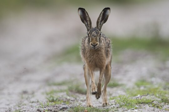 Running brown hare (Lepus europaeus), Emsland, Lower Saxony, Germany