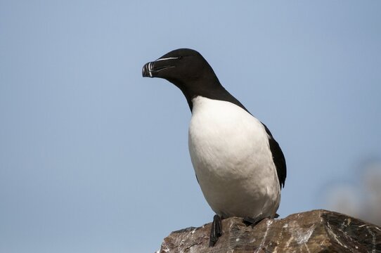 Alca Torda, Norway, Razorbill, Tordalk, Varanger, Alcidae, Alkenv&ouml;gel, Birds, Lesser Auk, Razor-billed Auk, Birds, Waterbirds