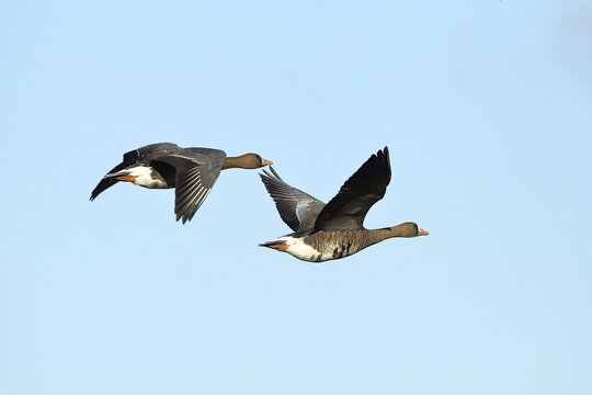 Greater white-fronted geese (Anser albifrons), in flight, Lower Rhine, North Rhine-Westphalia, Germany