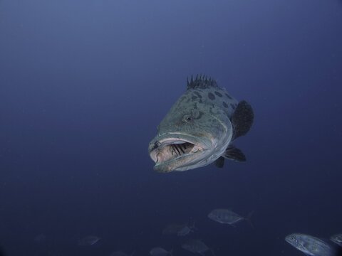 Potato grouper (Epinephelus tukula) with open mouth, solid blue background, releasable. Dive site Sodwana Bay National Park, Maputaland Marine Reserve, KwaZulu Natal, South Africa