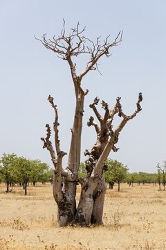 Dried out tree, Namibia