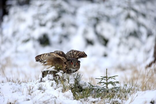 Eurasian eagle-owl (Bubo bubo), adult on tree stump in winter, flying up, in snow, Zdarske Vrchy, Bohemian-Moravian Highlands, Czech Republic