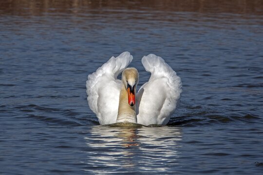 Swan, Mute Swan (Cygnus olor) swimming in the water, Baden-W&uuml;rttemberg, Germany