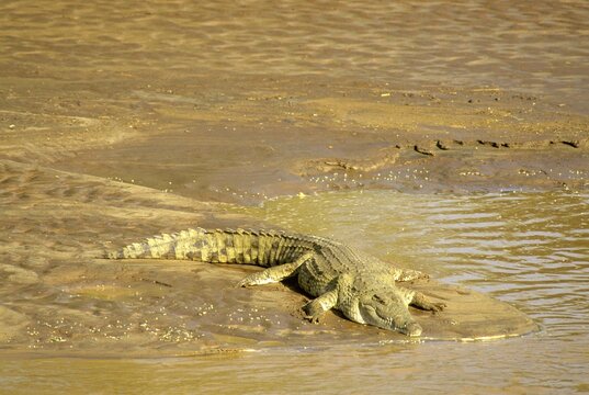 Nile Crocodile lying at the shore of Uaso Nyero river Crocodilus nilotus Samburu National Park Kenya East Afrika