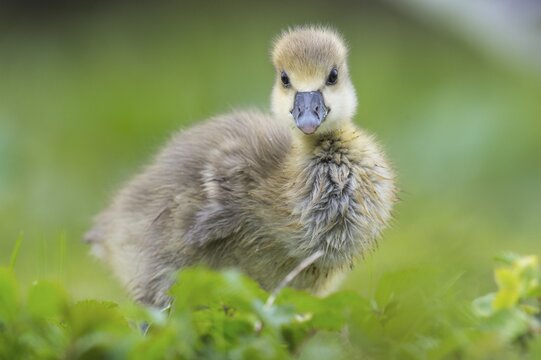 Greylag goose ( anser anser) Hanover, Lower Saxony, GermanyG&ouml;ssel of one, Chick, cute, Germany