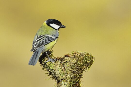 Great tit (Parus major), male on a branch covered with moss, Rothaargebirge, North Rhine-Westphalia, Germany