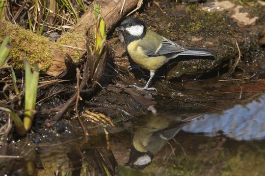 Great tit, great tit, parus major, bath, bird bath, birds, tit, passeri, songbirds, songbirds, tits, potions, birdbath, birds, watering place