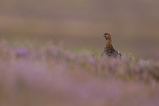 Red grouse (Lagopus lagopus scotica) adult male bird on a Summer moorland in flowering Heather plants, Yorkshire, England, United Kingdom