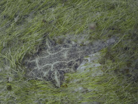 An angel shark (Squatina squatina) lies amongst the seagrass, knotted seagrass (Cymodocea nodosa), in the ocean, at the El Cabron Marine Reserve dive site, Arinaga, Gran Canaria, Spain, Europe, Atlantic Ocean