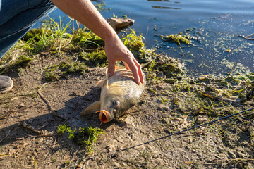 Fisherman Holding a Freshly Caught Common Carp on Muddy Lakeshore © Olha Semeniv