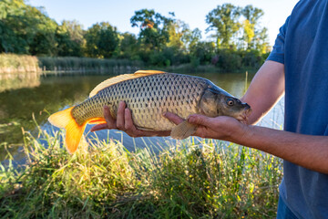 Fisherman Displaying Large Freshly Caught Common Carp Beside a Lake © Olha Semeniv