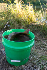 Large Freshly Caught Common Carp Too Big for Green Fishing Bucket © Olha Semeniv
