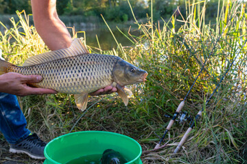 Man Displaying Large Freshwater Carp Beside Fishing Rods and Bucket © Olha Semeniv